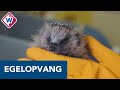 Dennis bezoekt Haagse Egelopvang: 'Wees blij als er een egel in je tuin zit' - OMROEP WEST