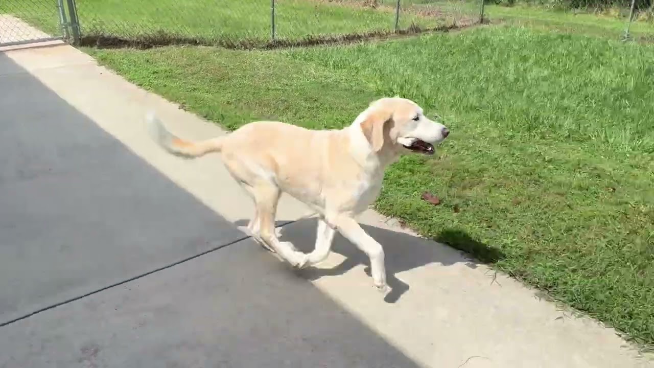 Enlarge Dude, a Adoptable mixed breed in New Canaan, CT video 6/6