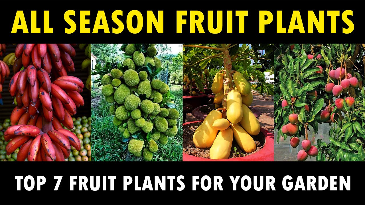 Which seasons are best for growing fruit and vegetables? Tipseri