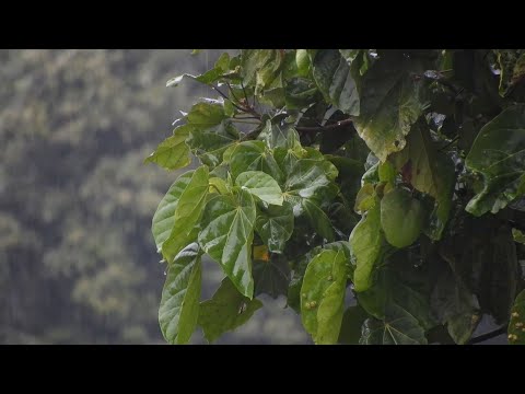 A 1 hour rain sounds for a relaxing sleep