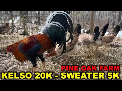 Best Quality Cecil Davis Kelso 20k Sweater 5k Albany Leiper - PINE OAK FARM Beautiful Birds