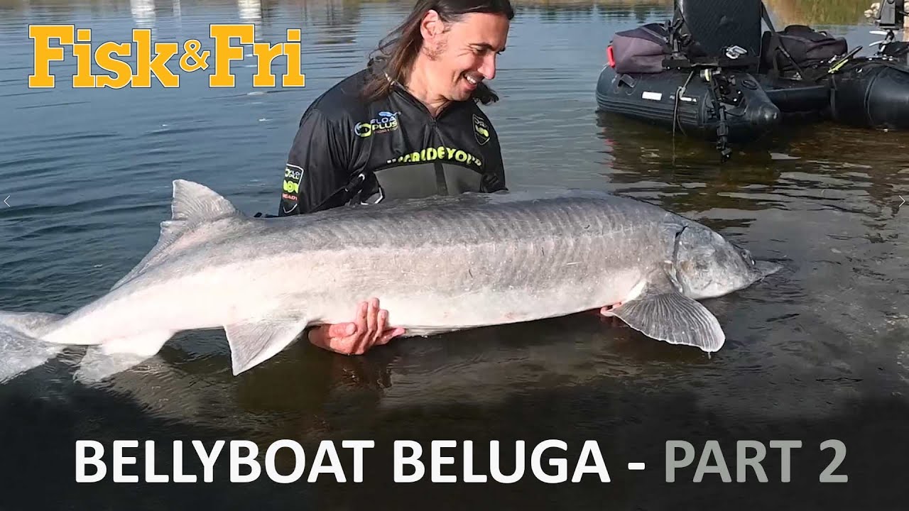 NY VIDEO: BELUGA FRA FLYDERINGEN – DEL 2