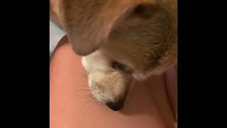 Cute Dog FOX KISSES MAMA’S BOOBOOS with licks