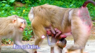Amazing...Baby monkey MARCO want to play with newborn baby of Mom MOLLY.