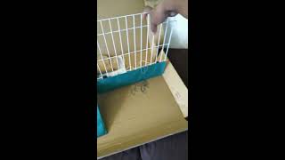 Midwest Guinea Pig Cage Setup