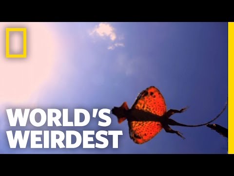 The Flying Dragon | World's Weirdest