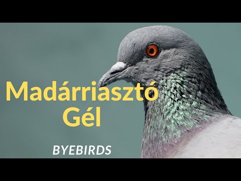 a sternocostalis ízület sérülése fájdalom a csípőízület mögött