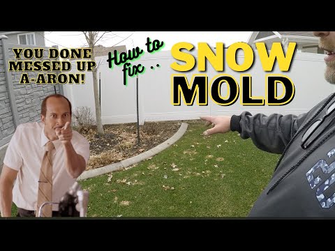 Say Goodbye to Unsightly Snow Mold on Your Lawn with These Easy DIY Fixes