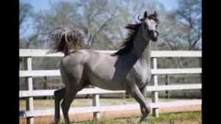 Mi amigo el Tordillo con Vicente Fernandez