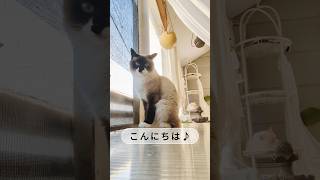 「まったり のんびり猫動画」パン子ちゃんを見学しました※ほぼ静止画です #cat#music#猫#japan#cats #猫のいる暮らし#お天気 #neko#ねこのいる生活#癒し#かわいい