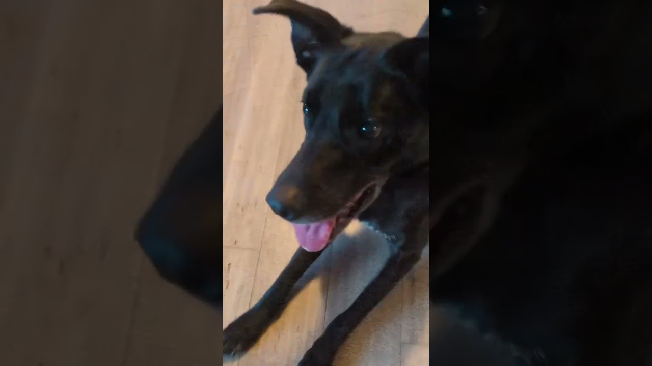 Enlarge Amelie, a Adoptable mixed breed in Atlanta, GA video 6/6