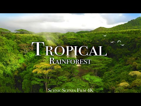 Tropical Rainforest Amazon, Costa Rica, Tasmania