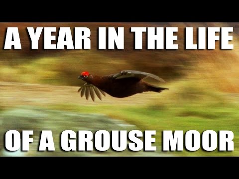 A Year in the Life of a Grouse Moor A Year in the Life of a Grouse Moor