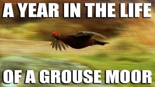 Go get a shot of Grouse