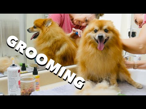 DAILY and WEEKLY Grooming of a Pomeranian at home