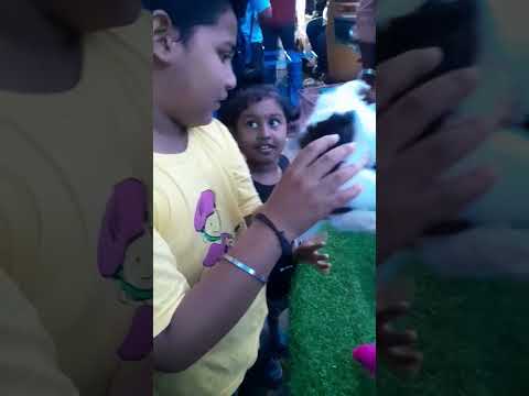 🌀🌀Shih Tzu Puppy #Puppy Lover's #Shorts Video #Shortsfeed