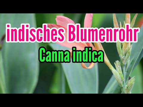 Indian canna care, watering, fertilizing, location, propagation, overwintering Canna indica