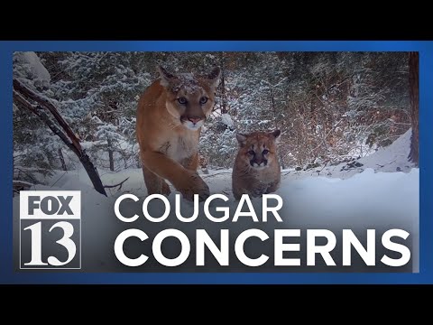 New bill brings worries over open season on hunting Utah cougars