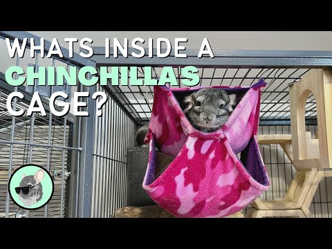 What Do Chinchilla Cages Need? | The Official Chinchilla Care Series