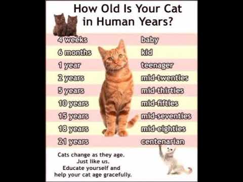 kitten growing up time lapse