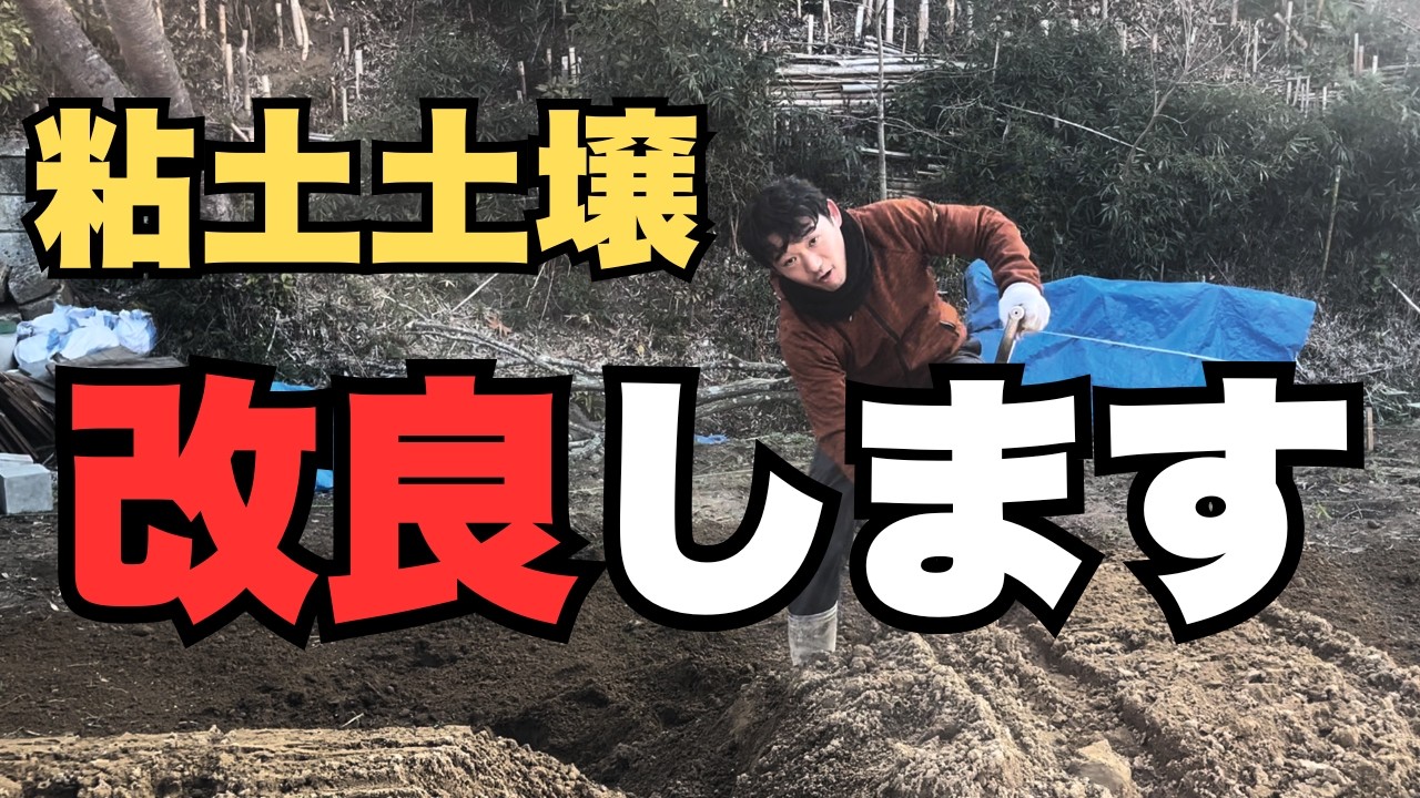 粘土の土壌を改良します