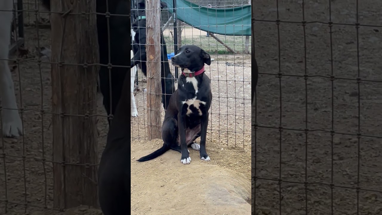 Enlarge Cami, a Adoptable mixed breed in Clarence Center, NY video 2/2