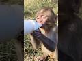 Baby monkey drinking milk from bottle 🍼🐵#bandar #monkeyvideo #monkey 0541