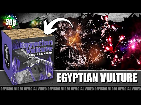 Egyptian Vulture 2=1