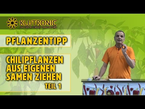 Pflanzentipp: Chilipflanzen aus Samen ziehen - Teil 1