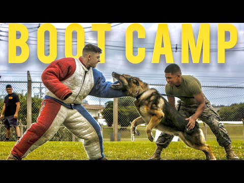 Military Working Dog Training | Boot Camp