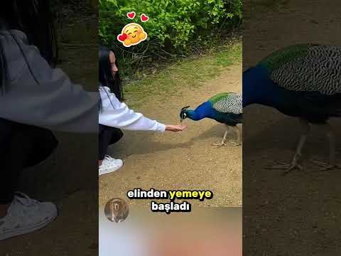 Tavus Kuşunun Kıza Yaptığı Muhteşem Kanat Sürprizi 🦚🤲❤️