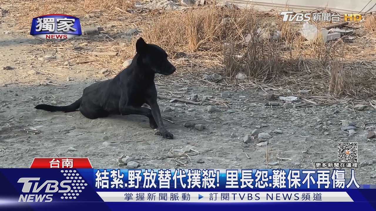大白天慘遭整群「浪浪」追咬受傷 婦人驚嚇:險遭生吞活剝