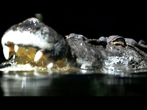 Video Thumbnail: Australier bezwingt Krokodil mit Daumenstich ins Auge | AFP