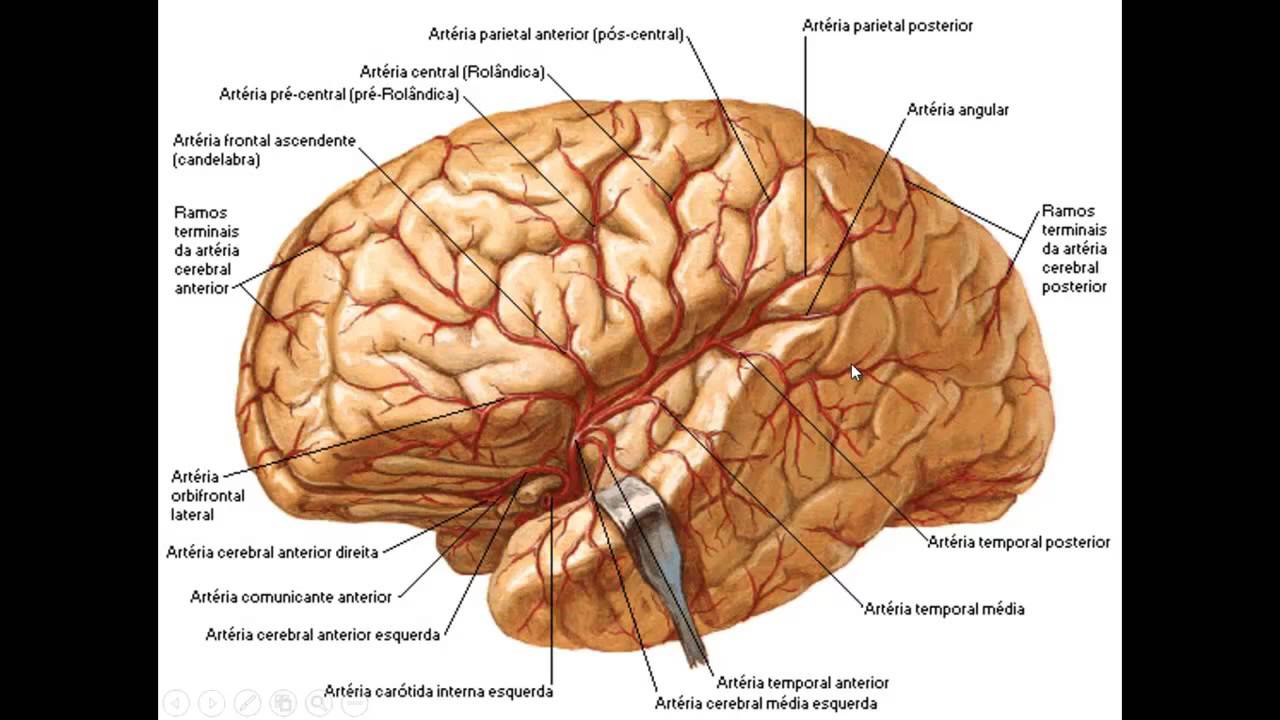 FISIOPATOLOGIA DO SISTEMA NERVOSO CENTRAL PARTE 1 - AVE (ACIDENTE VASCULAR ENCEFÁLICO)