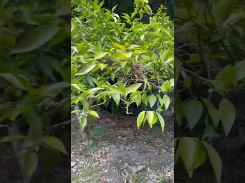 園芸 果樹園の植物