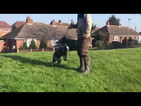 Zig 15 weeks. Building ball drive