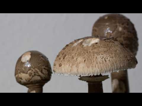 Parasol Pilz Timelapse