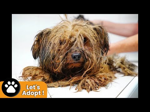 Amazing transformation of a Yorkie used at a puppy mill for breeding his entire life