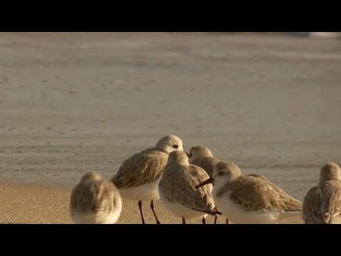 Nature: Sandpipers