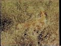 Old Yeller 1985 VHS Closing
