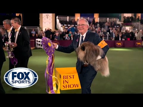 Wasabi, The Pekingese, Is Crowned Best In Show At 145th Westminster Kennel Club Dog Show