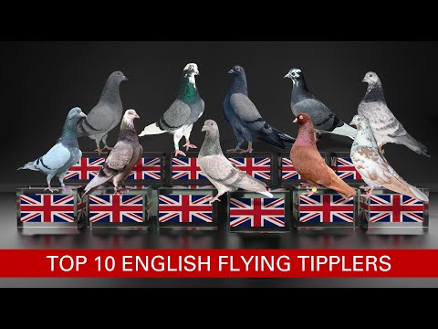 Top 10 English Flying Tipplers With the Longest Flight Records