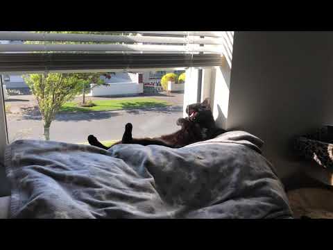 Just Dicky the cat lounging about😹