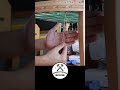 TODO Sobre RESORTES Para TAPICERIA Tapizado De Sillas Y Sillones