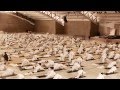 Isha Hatha Yoga 21 Days Of Hatha Bliss