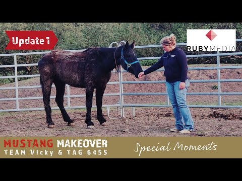 MUSTANG MAKEOVER 2022 - Wenn Mustangs neugierig und trotzdem ängstlich sind | Team Vicky Update 1