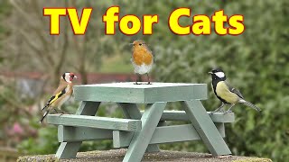 Cat TV ~ Bird Watching Videos for Cats