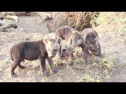 Little black spotted hyena cubs playing at the den