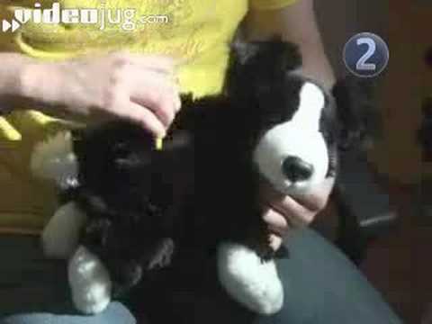 How To Get Rid Of Fleas