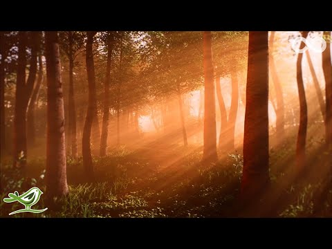 The Elves • Beautiful Fantasy Music for Relaxation